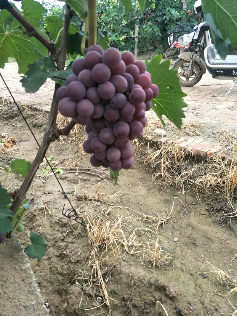 巨峰葡萄