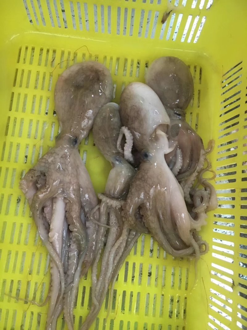 北海冰鲜冰冻八爪鱼章鱼批发