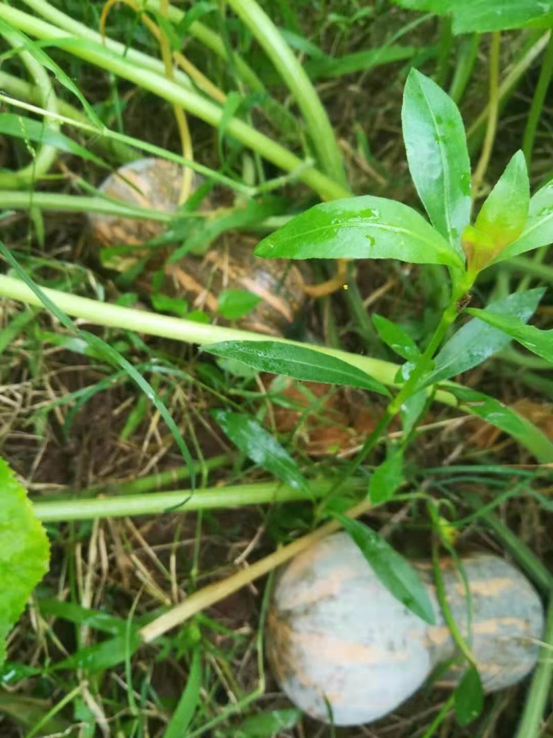 金香葫芦瓜