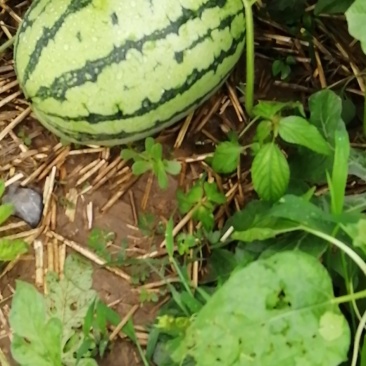 西瓜