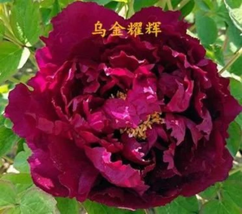 牡丹精品重瓣观赏牡丹，菏泽基地直销保成活，保品种