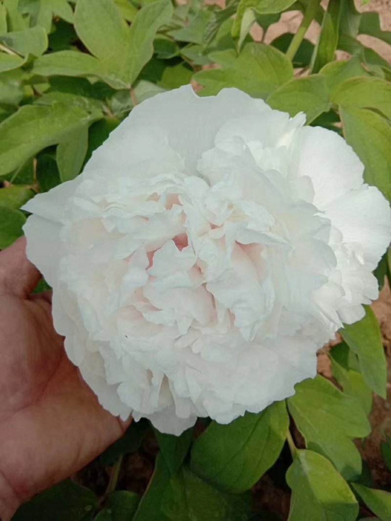 牡丹精品重瓣观赏牡丹，菏泽基地直销保成活，保品种