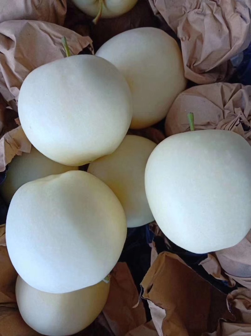 绥中黄元帅，果行好，皮毛价格美丽，一手货源，生超专供