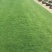 四季青草坪