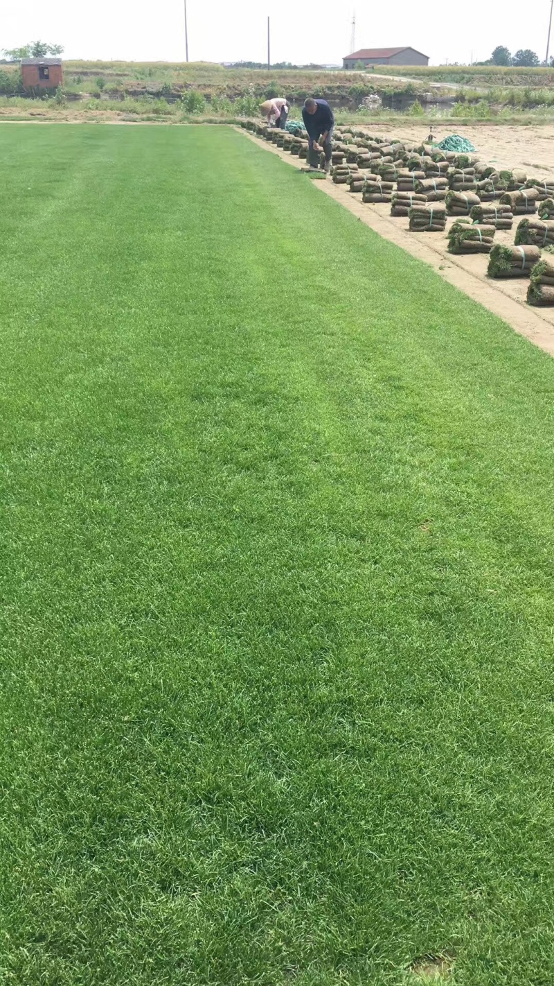 四季青草坪