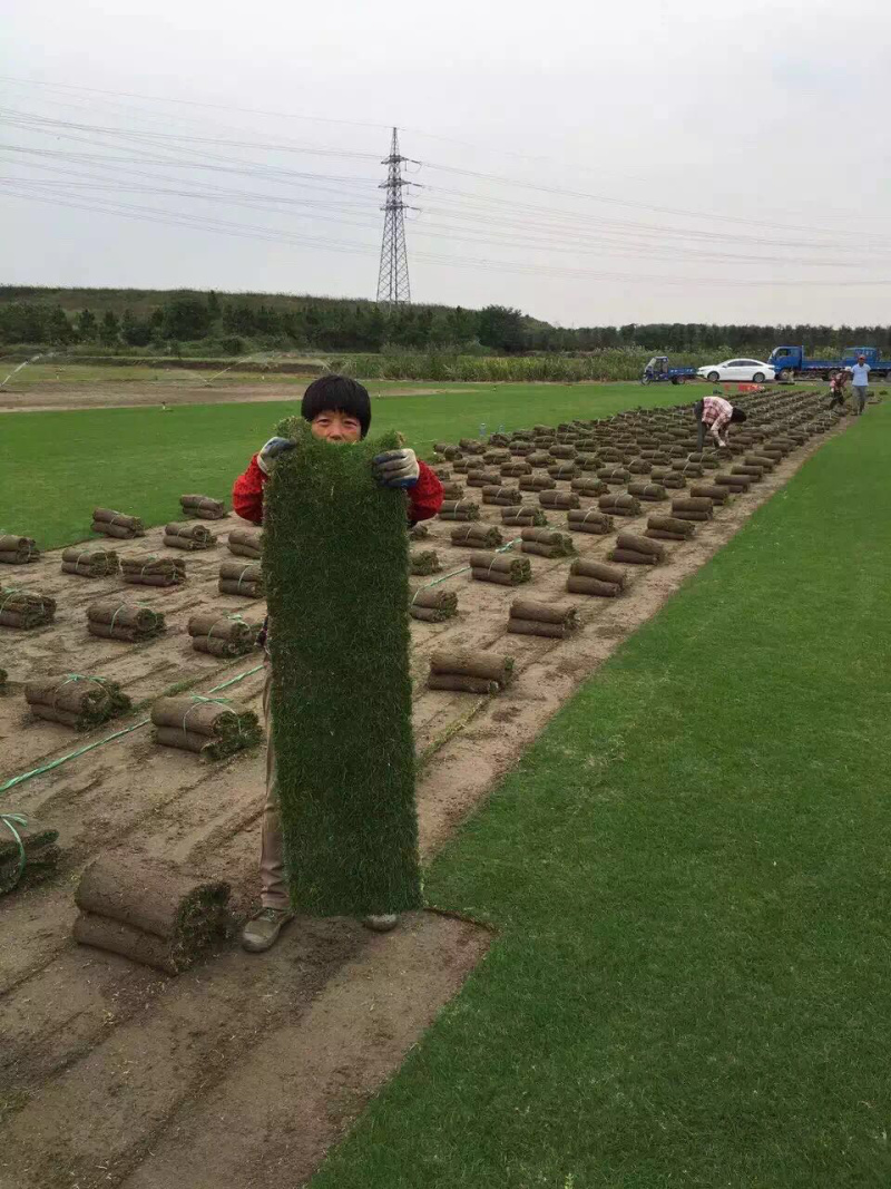 沙培果岭草