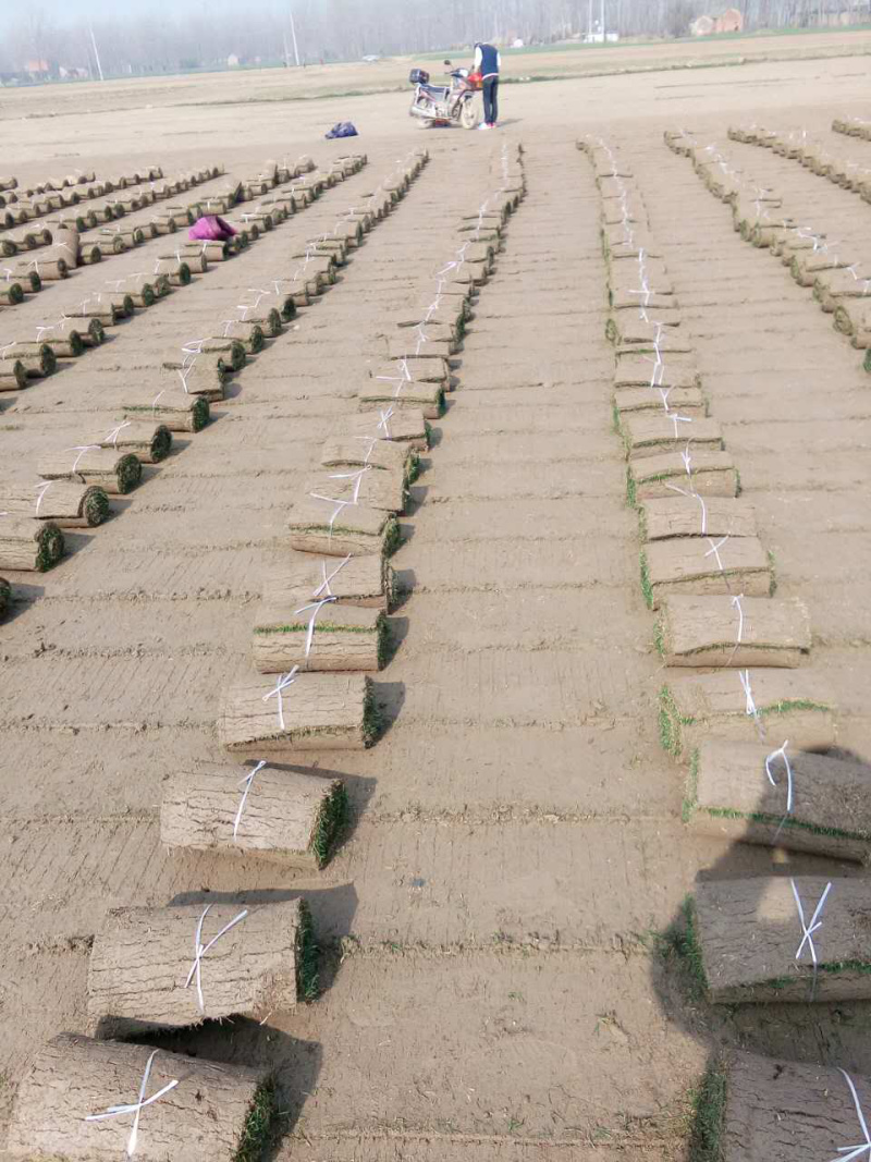 沙培果岭草