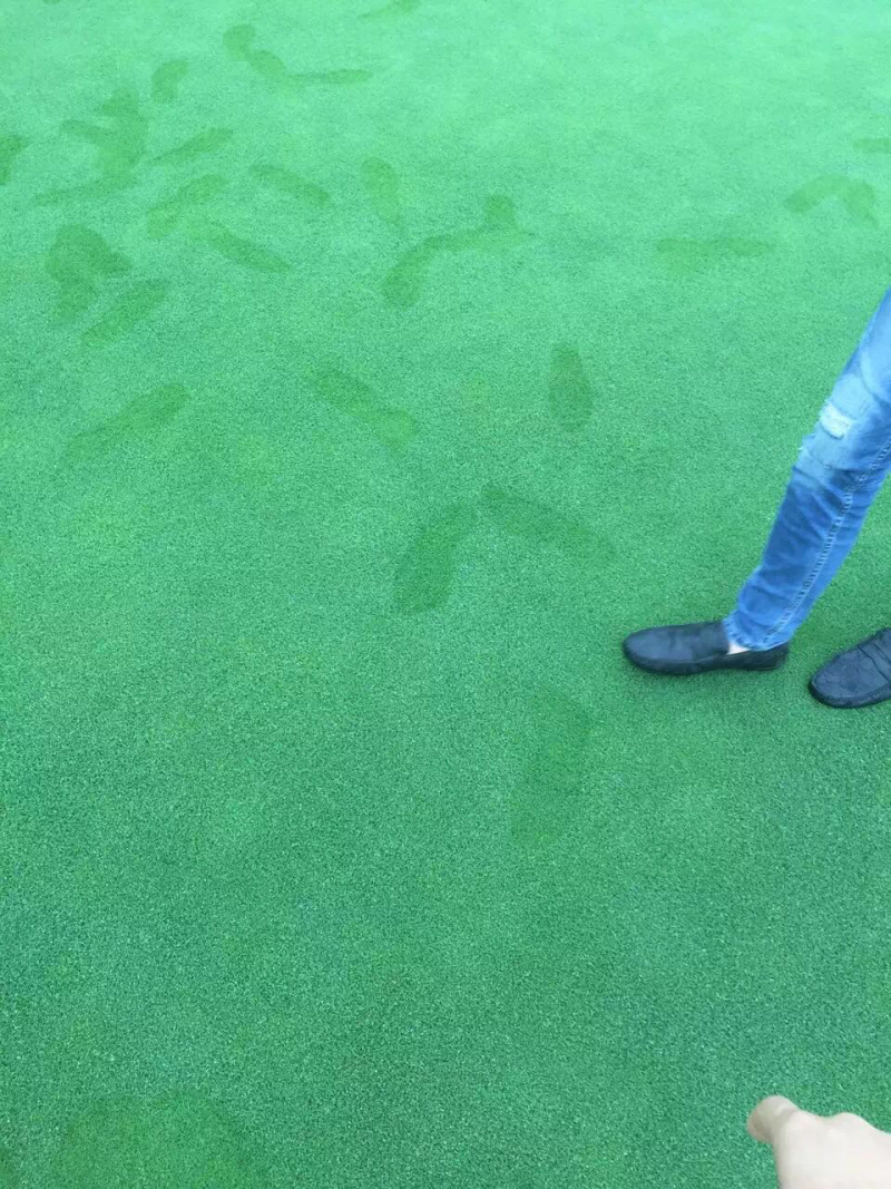 沙培果岭草