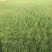 沙培果岭草