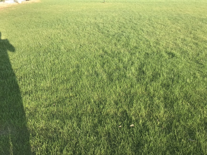 沙培果岭草