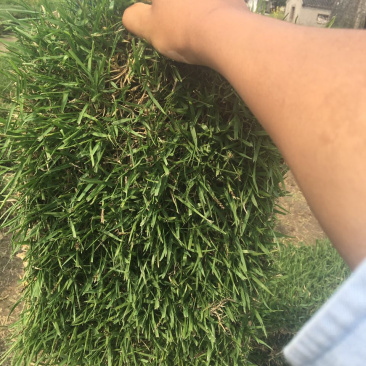 中华结缕草，虎皮草