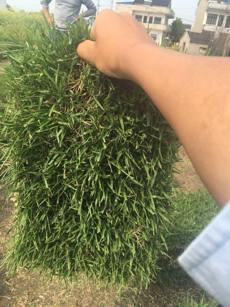 中华结缕草，虎皮草