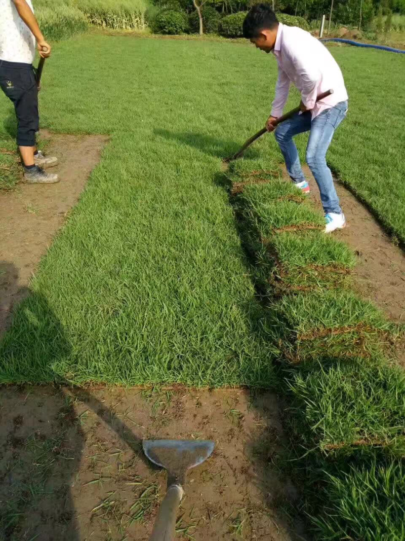 中华结缕草，虎皮草