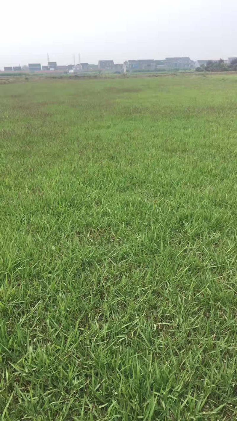 中华结缕草，虎皮草
