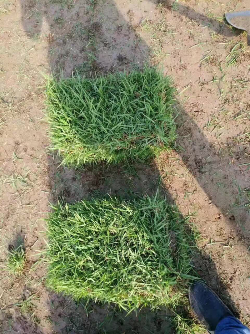 中华结缕草，虎皮草
