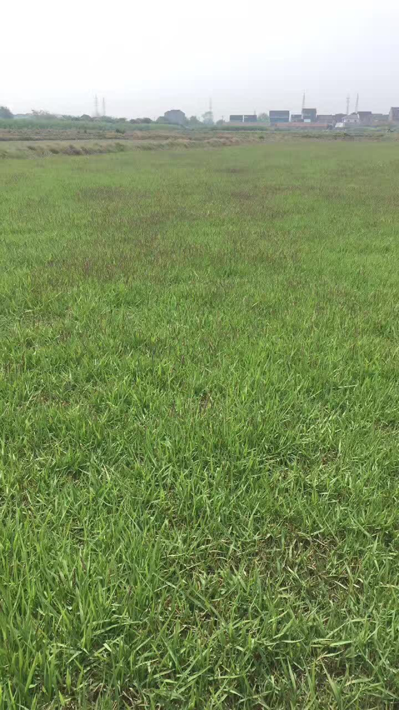 中华结缕草，虎皮草