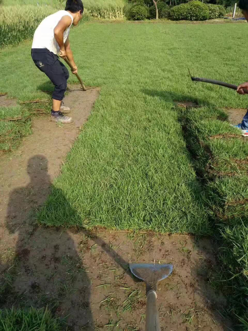 中华结缕草，虎皮草