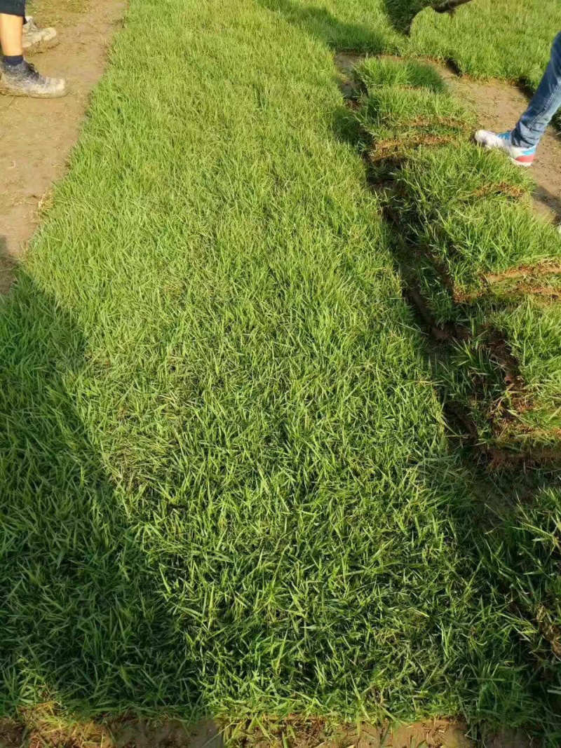 中华结缕草，虎皮草