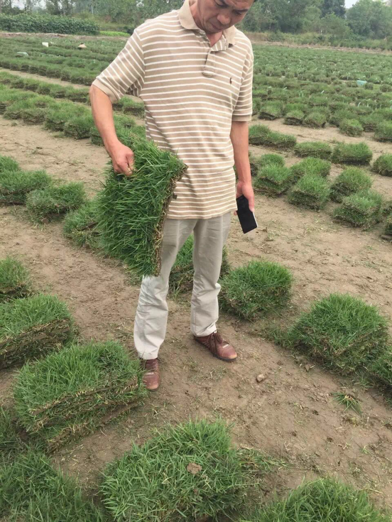 中华结缕草，虎皮草