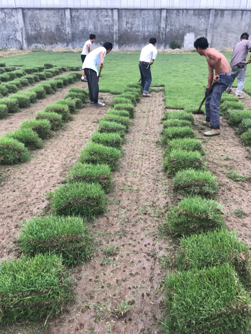 中华结缕草，虎皮草