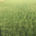 高羊茅