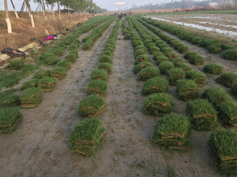 高羊茅