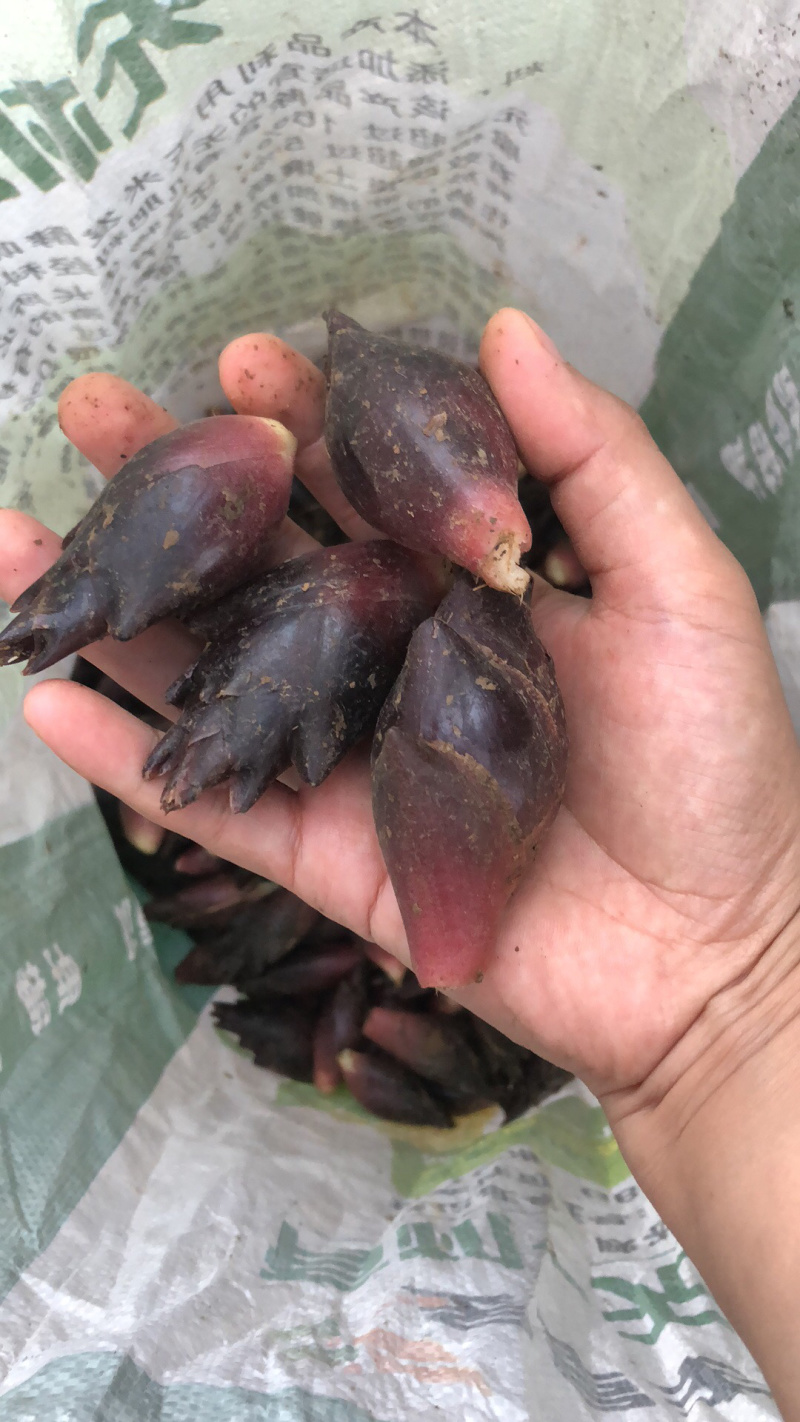 阳荷上市了