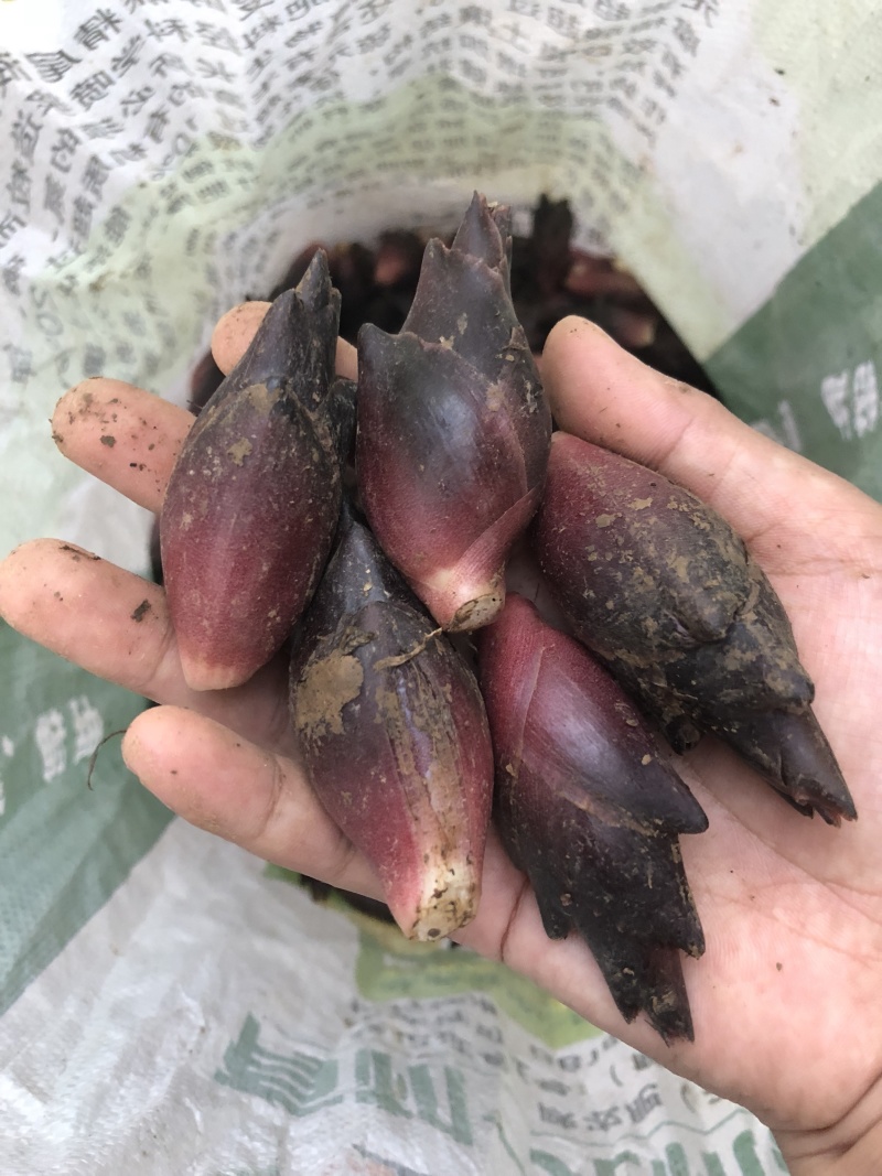 阳荷上市了