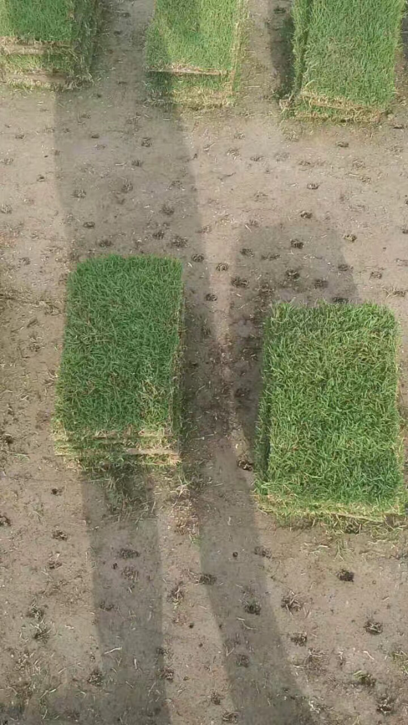 百慕大草坪