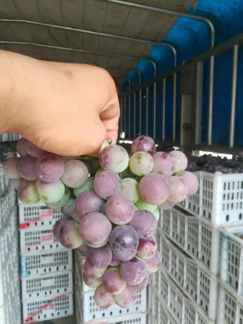 威县七级巨峰葡萄