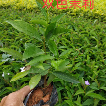 双色茉莉15-30高以上都有实拍图拍摄