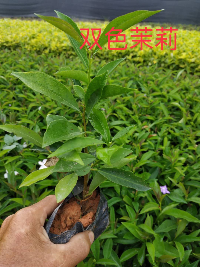 双色茉莉15-30高以上都有实拍图拍摄