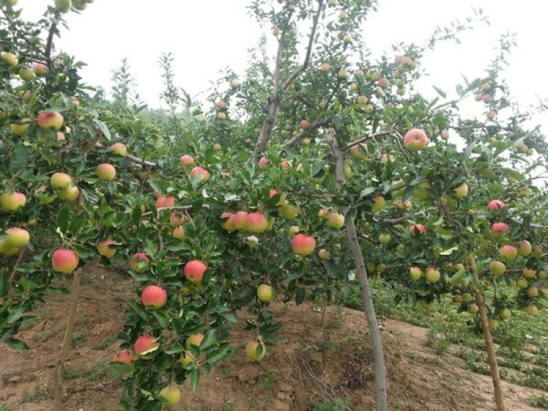 绥中红嘎啦苹果，旮旯苹果主产区，70起步全条红，优质货源