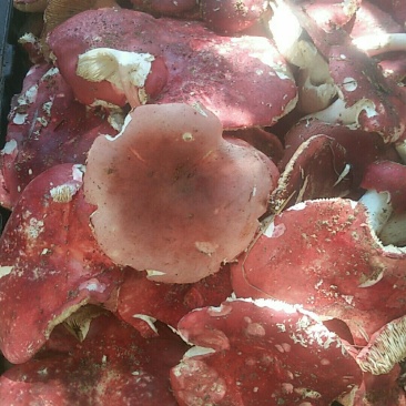 红菌
