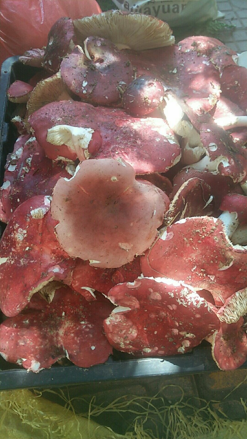 红菌