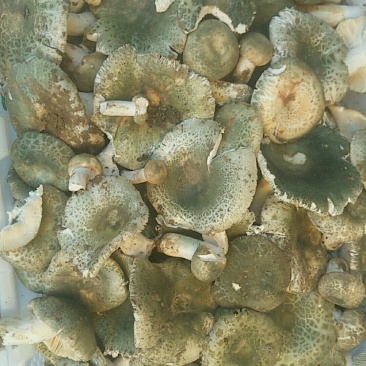 青头菌