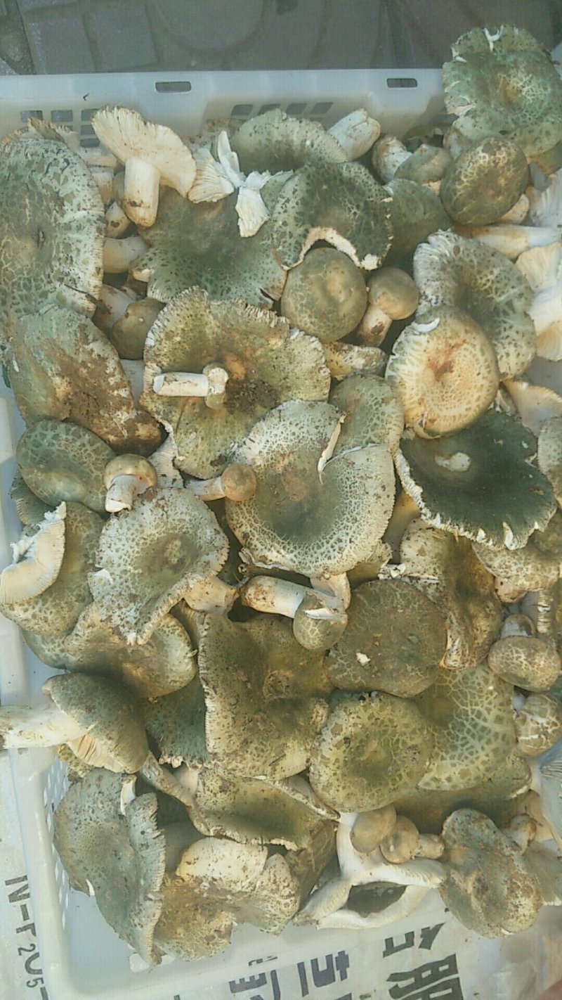 青头菌
