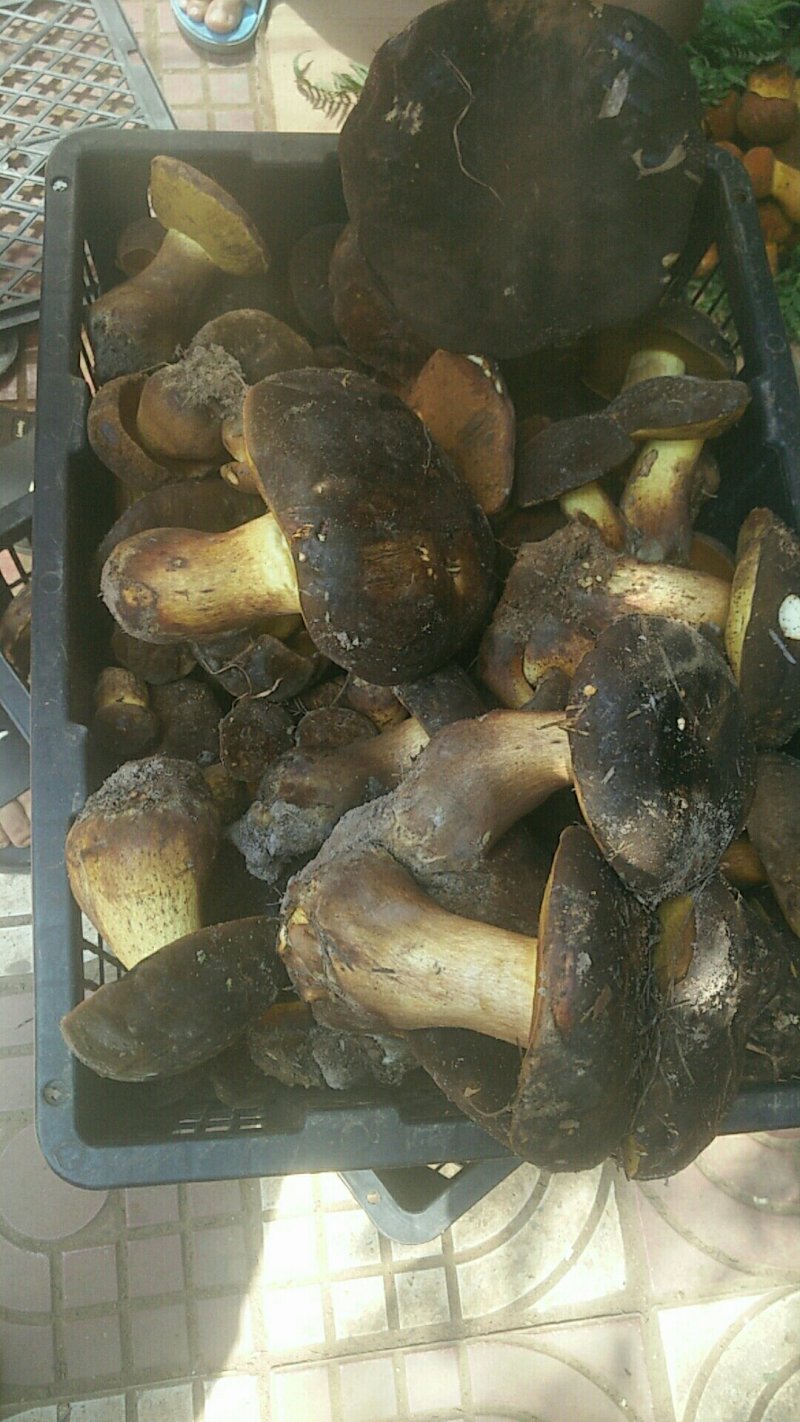 牛肝菌