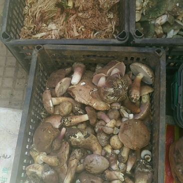 干巴菌
