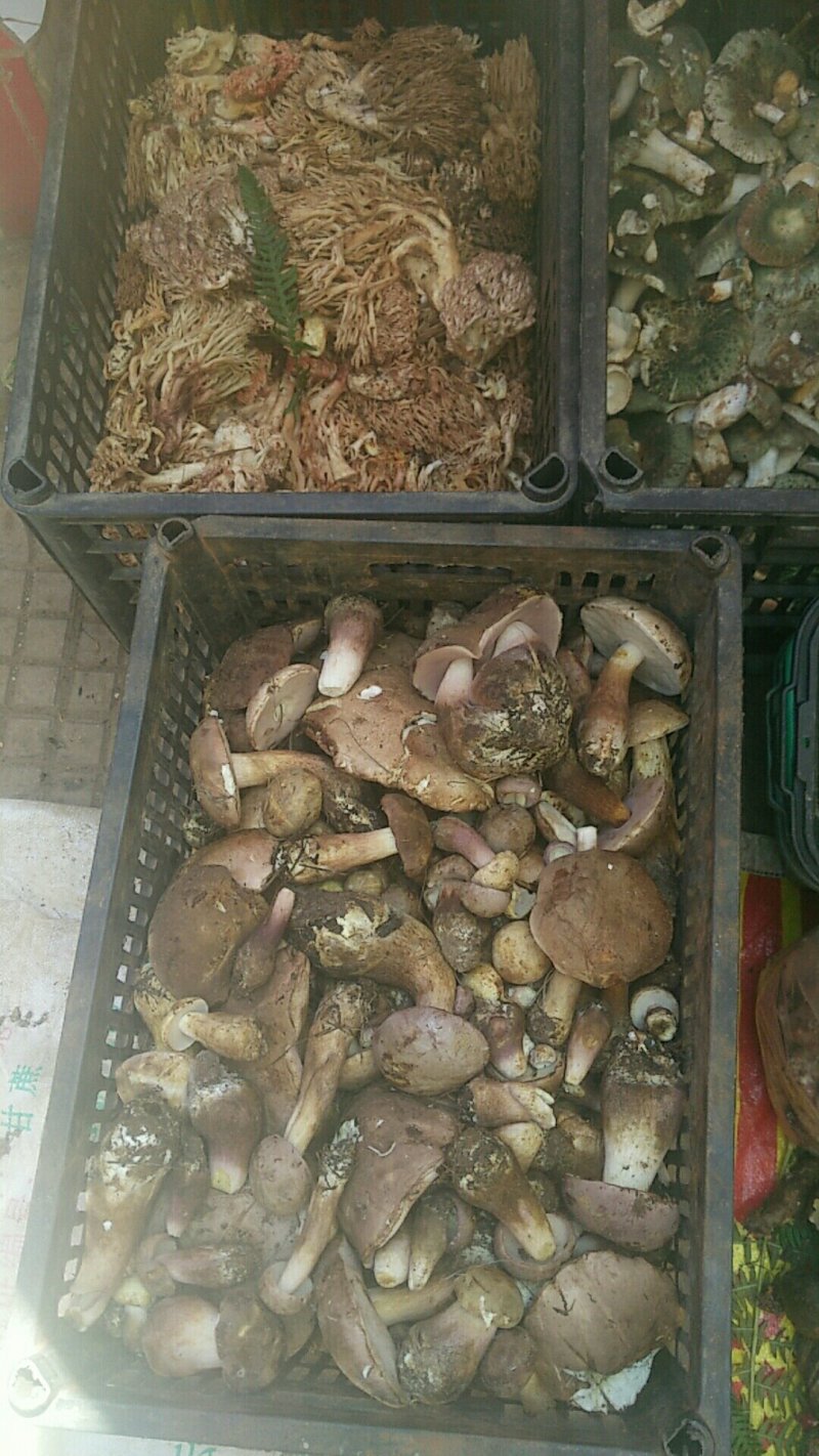 干巴菌