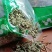 透骨草珍珠透骨草竹格叉吉盖草透骨草