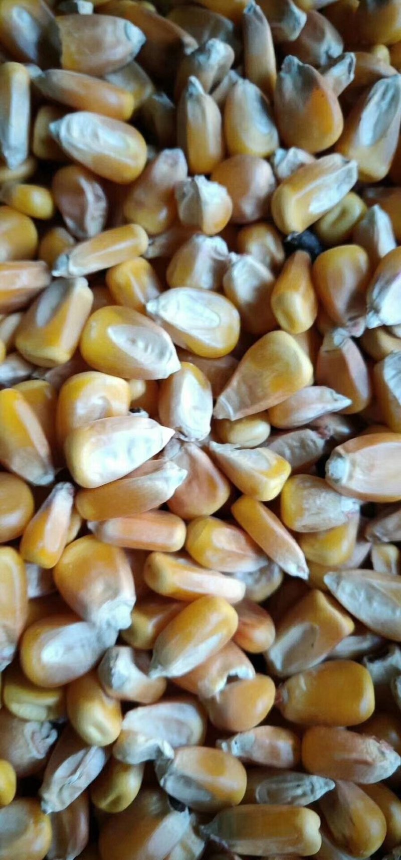 玉米大颗粒，小颗粒，本地