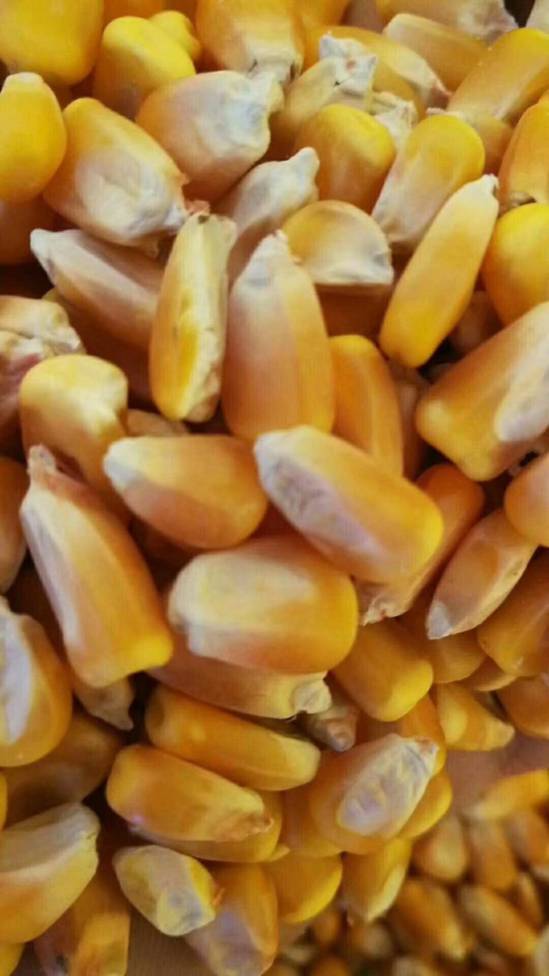 玉米大颗粒，小颗粒，本地