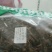 肿节风肿节风九节茶、九节风、接骨莲、草珊瑚