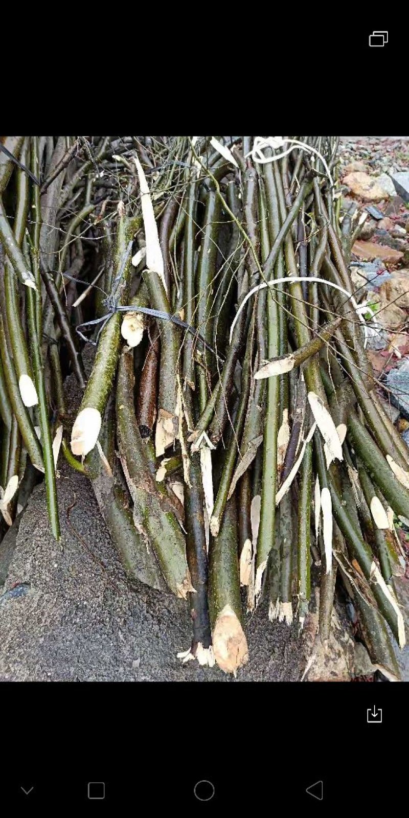 岗梅枝