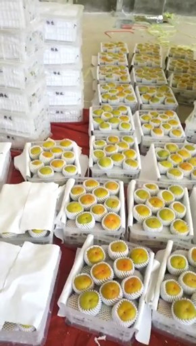 大量出售云南脆甜多汁的柿子上市了正在出售中上市