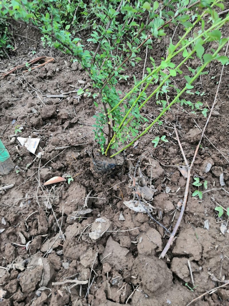 陕西红叶小檗陕西紫叶小檗营养钵，容器苗红叶小檗