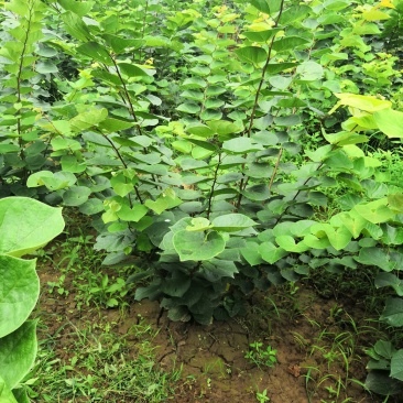 陕西,丛生紫荆,西安周至