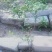 【聚便宜】营养钵，容器苗火棘