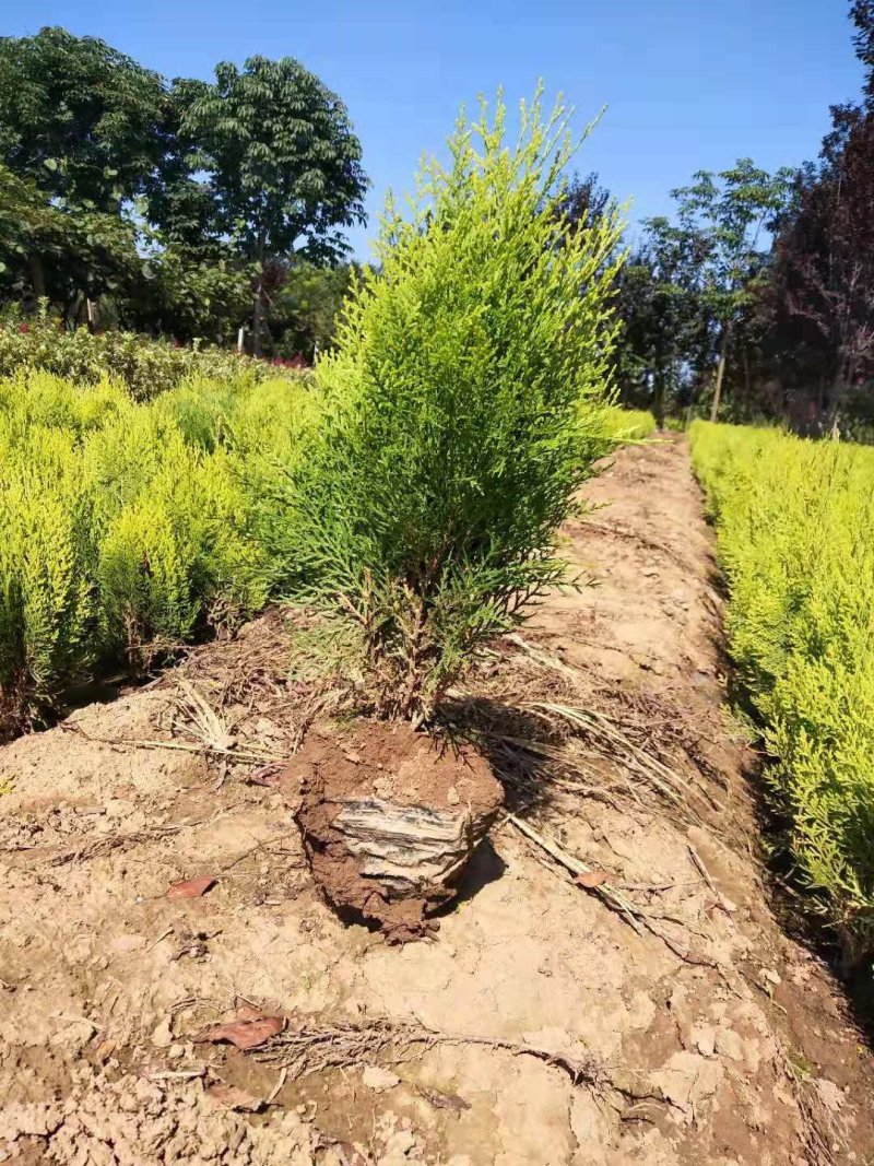 大田苗，营养钵苗，容器苗洒金柏